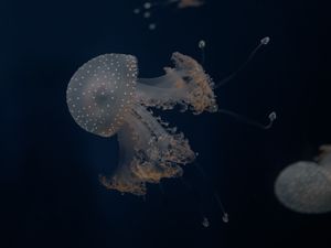 Preview wallpaper jellyfish, tentacles, underwater world, depth, sea