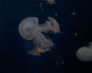 Preview wallpaper jellyfish, tentacles, underwater world, depth, sea