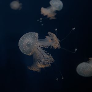 Preview wallpaper jellyfish, tentacles, underwater world, depth, sea