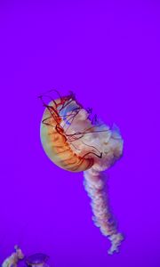 Preview wallpaper jellyfish, tentacles, underwater world, sea, depth