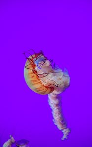 Preview wallpaper jellyfish, tentacles, underwater world, sea, depth