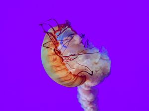 Preview wallpaper jellyfish, tentacles, underwater world, sea, depth