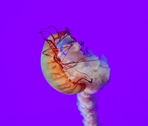 Preview wallpaper jellyfish, tentacles, underwater world, sea, depth