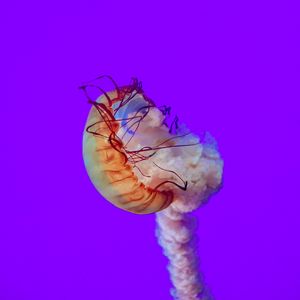 Preview wallpaper jellyfish, tentacles, underwater world, sea, depth