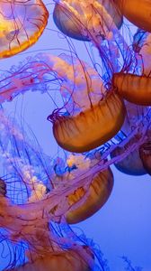 Preview wallpaper jellyfish, tentacles, underwater world, water, depth