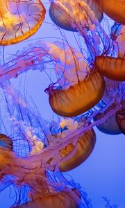 Preview wallpaper jellyfish, tentacles, underwater world, water, depth