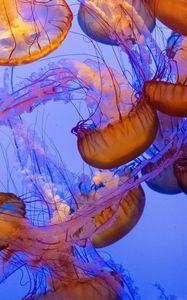 Preview wallpaper jellyfish, tentacles, underwater world, water, depth