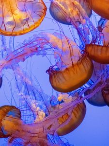 Preview wallpaper jellyfish, tentacles, underwater world, water, depth