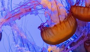 Preview wallpaper jellyfish, tentacles, underwater world, water, depth