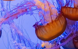 Preview wallpaper jellyfish, tentacles, underwater world, water, depth