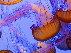 Preview wallpaper jellyfish, tentacles, underwater world, water, depth