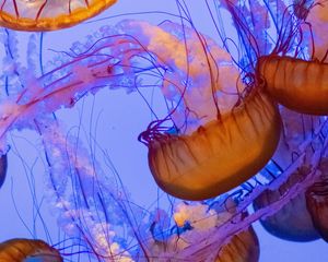 Preview wallpaper jellyfish, tentacles, underwater world, water, depth