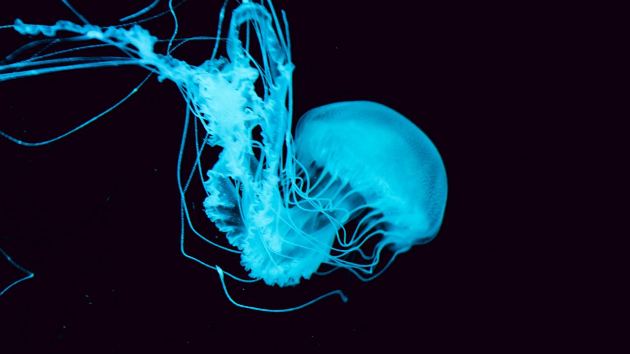 Wallpaper jellyfish, tentacles, underwater world, blue