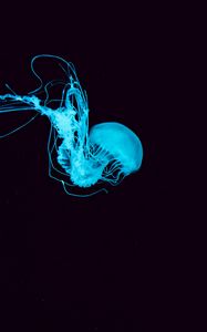 Preview wallpaper jellyfish, tentacles, underwater world, blue
