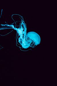 Preview wallpaper jellyfish, tentacles, underwater world, blue