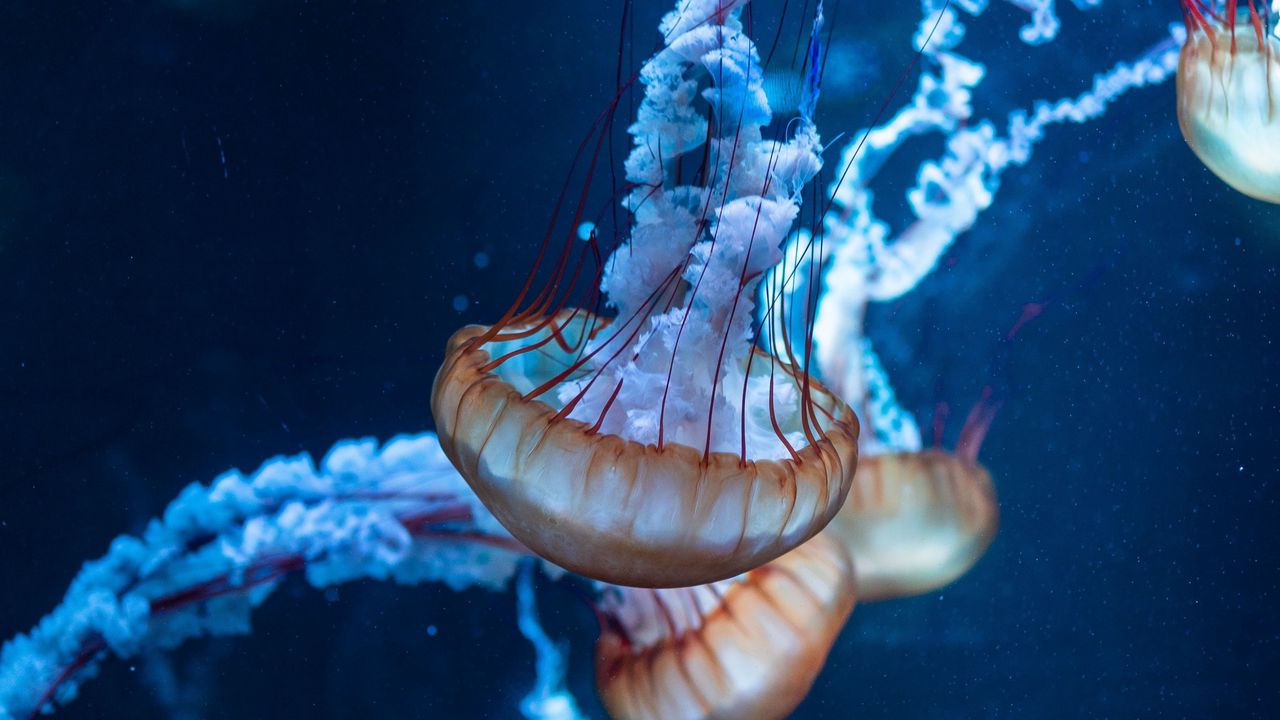 Wallpaper jellyfish, tentacles, underwater world, sea