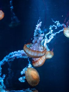 Preview wallpaper jellyfish, tentacles, underwater world, sea