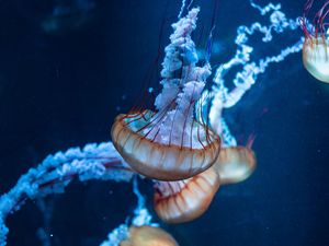 Preview wallpaper jellyfish, tentacles, underwater world, sea
