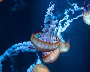 Preview wallpaper jellyfish, tentacles, underwater world, sea