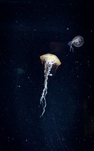 Preview wallpaper jellyfish, tentacles, underwater world, water, dark