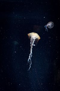 Preview wallpaper jellyfish, tentacles, underwater world, water, dark