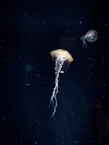 Preview wallpaper jellyfish, tentacles, underwater world, water, dark