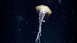 Preview wallpaper jellyfish, tentacles, underwater world, water, dark