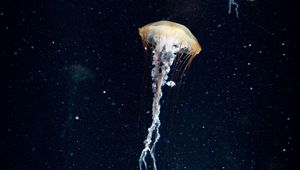 Preview wallpaper jellyfish, tentacles, underwater world, water, dark