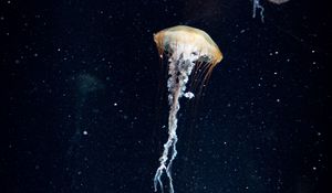 Preview wallpaper jellyfish, tentacles, underwater world, water, dark