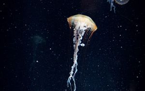 Preview wallpaper jellyfish, tentacles, underwater world, water, dark