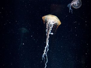 Preview wallpaper jellyfish, tentacles, underwater world, water, dark