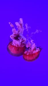 Preview wallpaper jellyfish, tentacles, underwater world, ocean, sea, close up