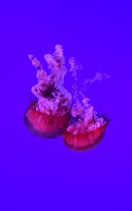 Preview wallpaper jellyfish, tentacles, underwater world, ocean, sea, close up