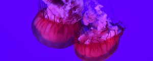 Preview wallpaper jellyfish, tentacles, underwater world, ocean, sea, close up