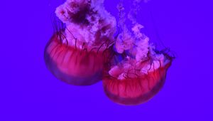 Preview wallpaper jellyfish, tentacles, underwater world, ocean, sea, close up