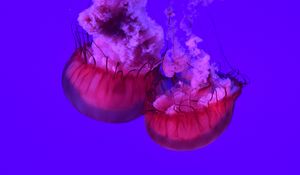 Preview wallpaper jellyfish, tentacles, underwater world, ocean, sea, close up