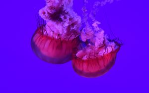 Preview wallpaper jellyfish, tentacles, underwater world, ocean, sea, close up