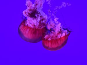 Preview wallpaper jellyfish, tentacles, underwater world, ocean, sea, close up