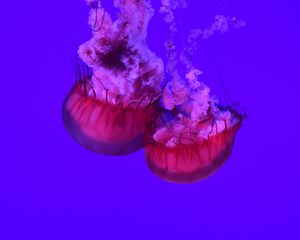 Preview wallpaper jellyfish, tentacles, underwater world, ocean, sea, close up