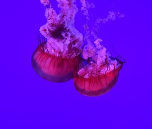 Preview wallpaper jellyfish, tentacles, underwater world, ocean, sea, close up