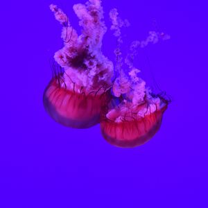 Preview wallpaper jellyfish, tentacles, underwater world, ocean, sea, close up