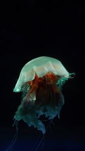 Preview wallpaper jellyfish, tentacles, underwater world, dark