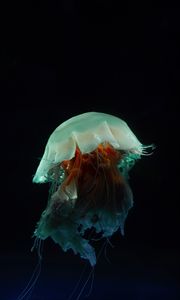 Preview wallpaper jellyfish, tentacles, underwater world, dark