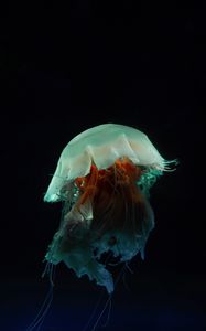 Preview wallpaper jellyfish, tentacles, underwater world, dark