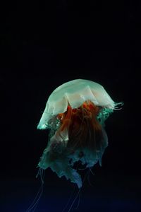 Preview wallpaper jellyfish, tentacles, underwater world, dark