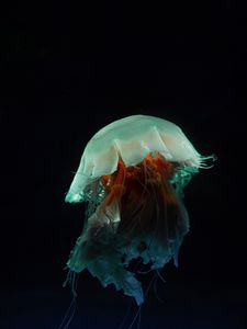 Preview wallpaper jellyfish, tentacles, underwater world, dark