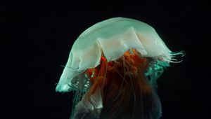 Preview wallpaper jellyfish, tentacles, underwater world, dark