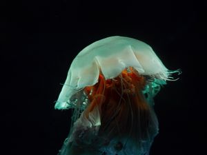 Preview wallpaper jellyfish, tentacles, underwater world, dark