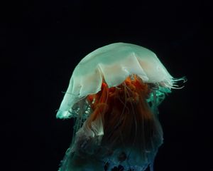 Preview wallpaper jellyfish, tentacles, underwater world, dark