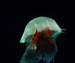 Preview wallpaper jellyfish, tentacles, underwater world, dark